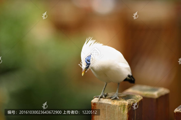 長冠八哥