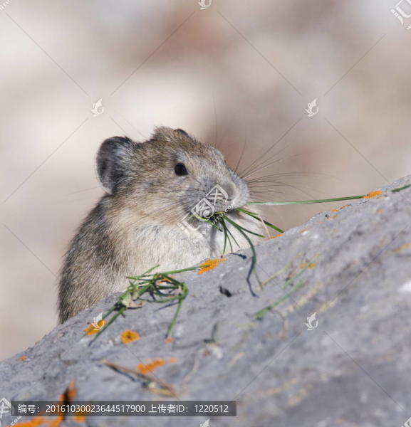 美國異食癖
