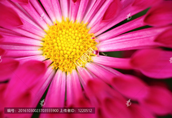 紅花近了