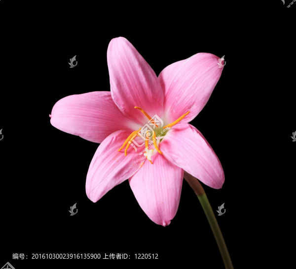 又名雨百合