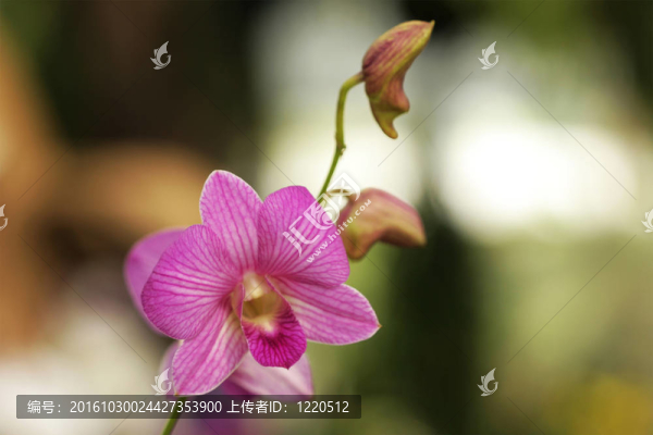 粉色的花，蘭花