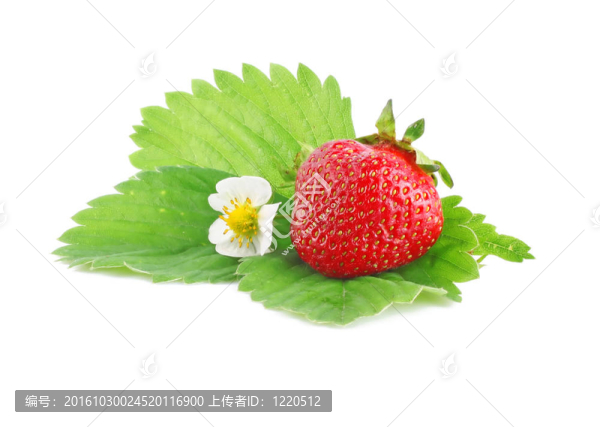 Strawberry與花