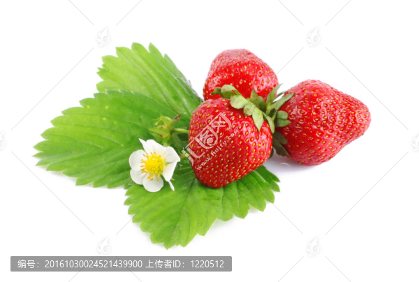 有葉子和花的草莓
