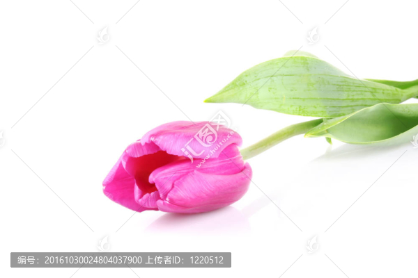 粉紅色的郁金香