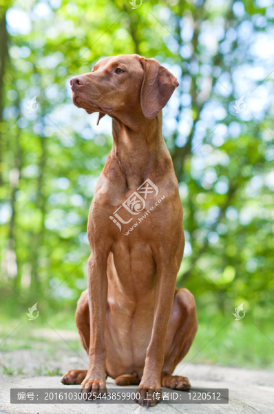 維茲拉犬（匈牙利指針）的肖像