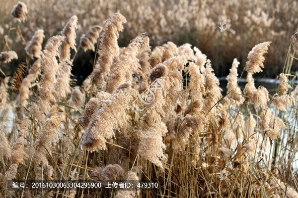 蘆葦,濕地