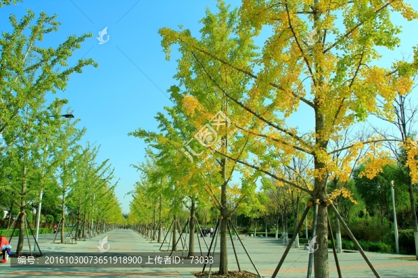 銀杏大道