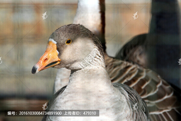 大鵝,鵝