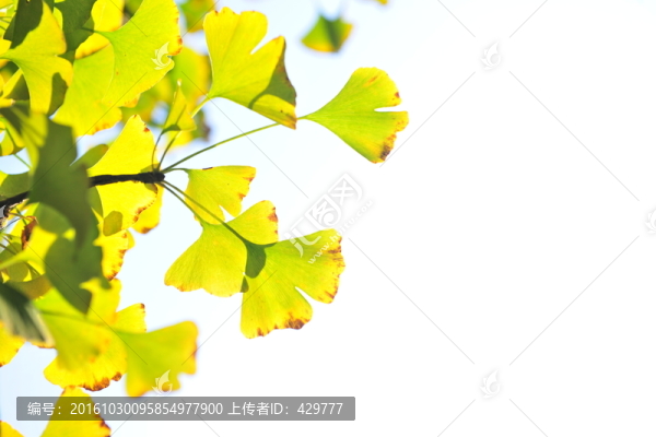 銀杏葉,,黃葉