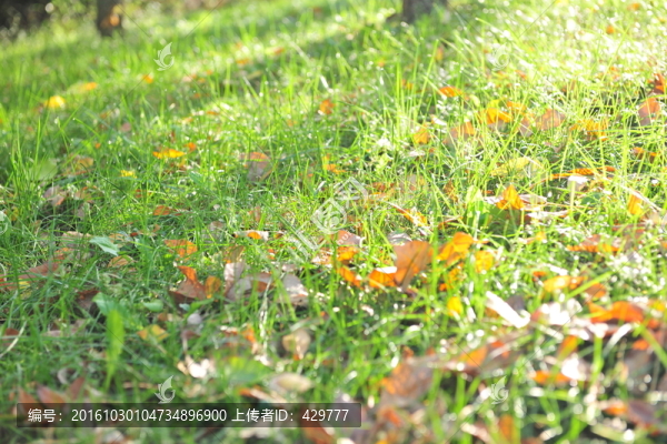 晨光,草地