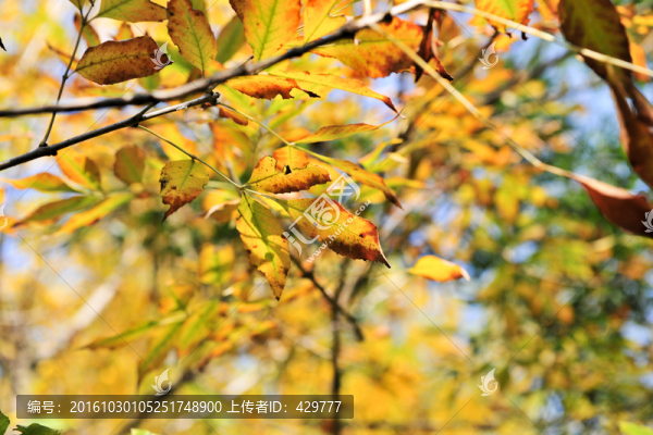秋天,,黃樹(shù)葉