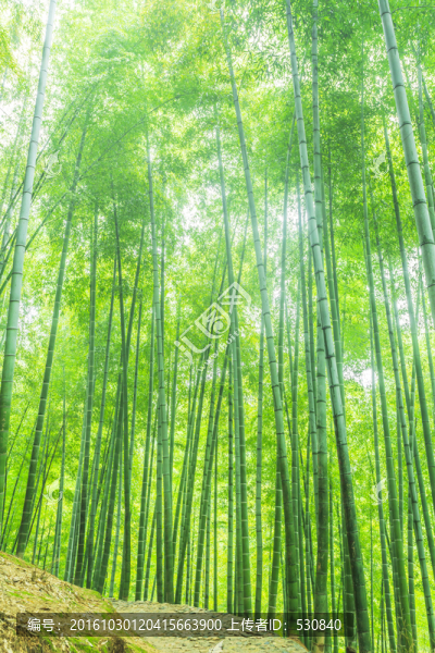 竹林,竹子