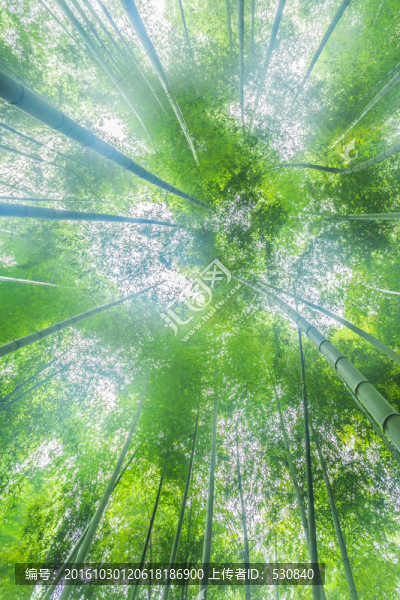 竹子,竹林
