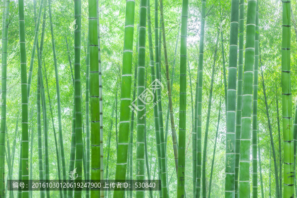 竹子,竹林