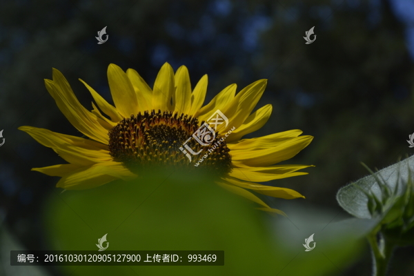 向日葵