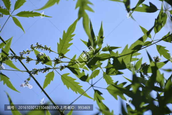 樹枝與天空