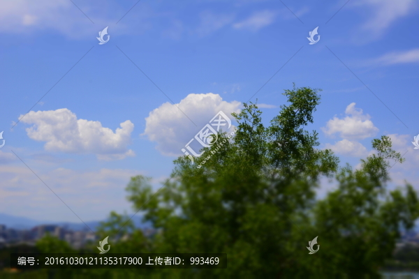 樹枝與天空