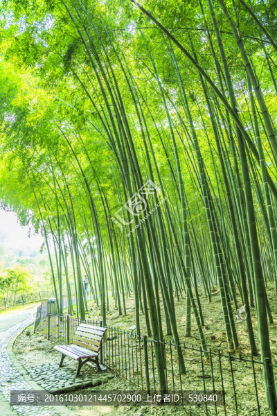 竹子,竹林