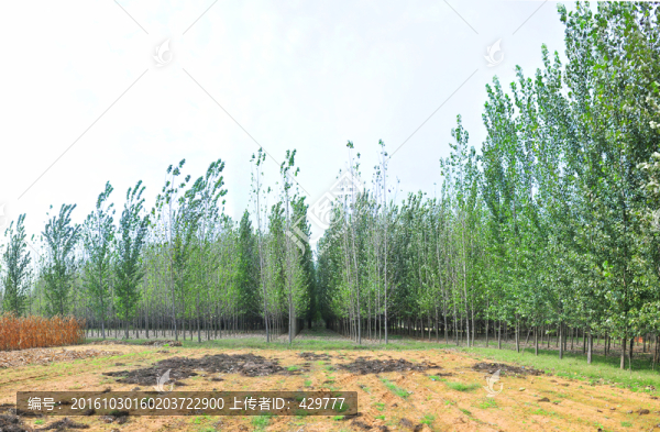 林場(chǎng),樹林