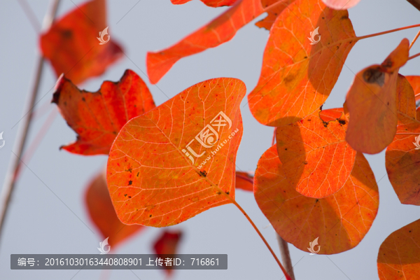 紅葉