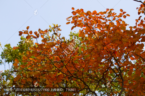 紅葉