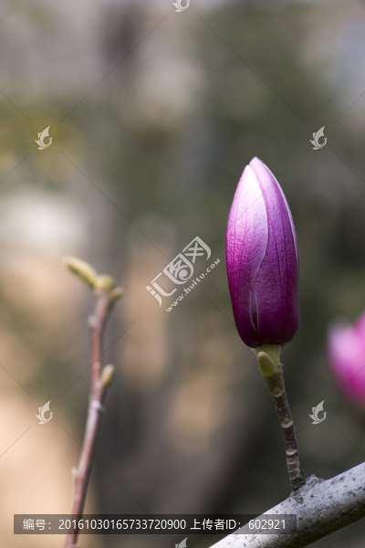 玉蘭花蕾
