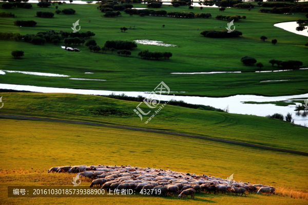 濕地牧場(chǎng)羊群