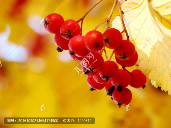 紅灰