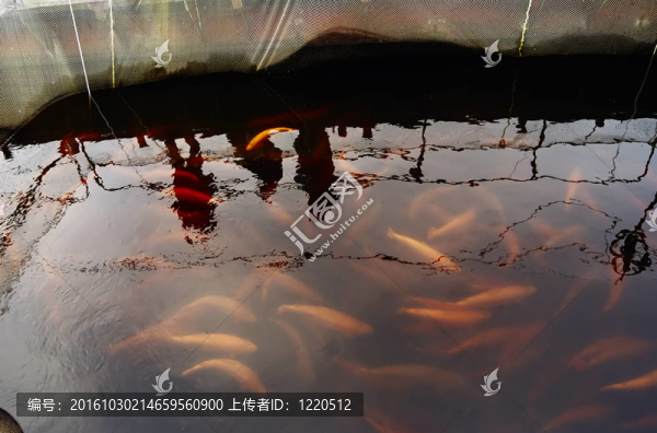 鱒魚