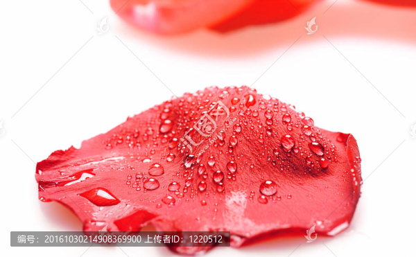 紅玫瑰花瓣與白水滴。