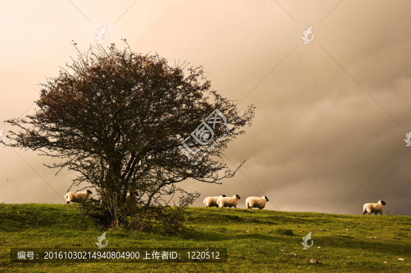 美麗的暴風(fēng)雨的景觀農(nóng)業(yè)英語村