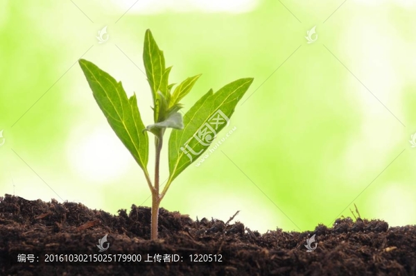 年輕的植物