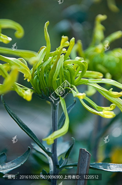 多色菊花15