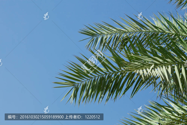 棕櫚樹的葉子