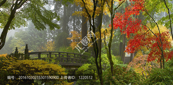 日本花園中的木橋