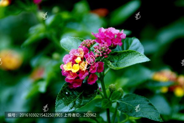 馬纓丹