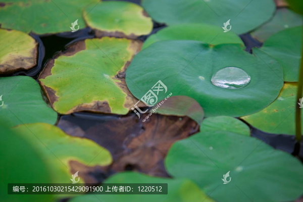 荷葉上的水滴