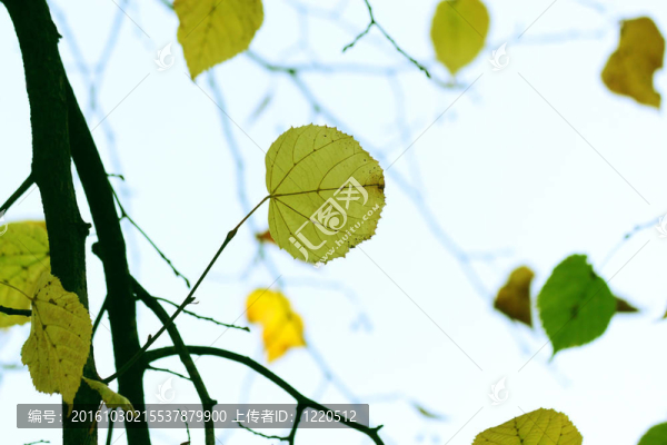 秋天；鮮艷的樹葉