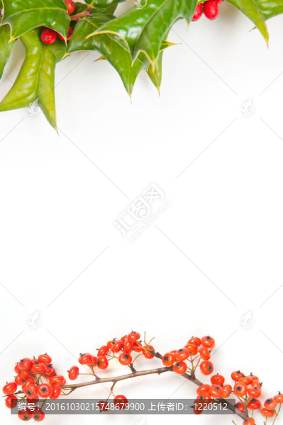 圣誕框架與冬青漿果