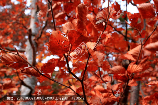 秋天的紅葉