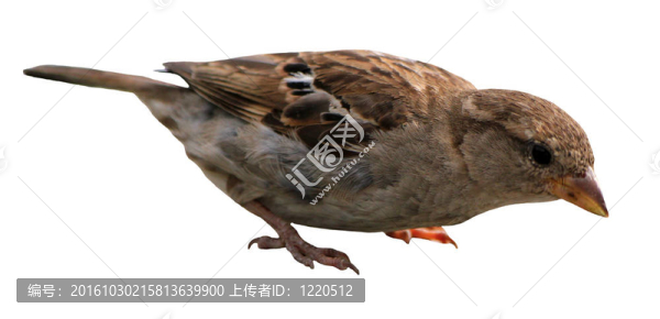 孤立的麻雀