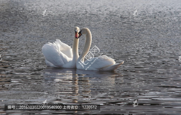 天鵝湖