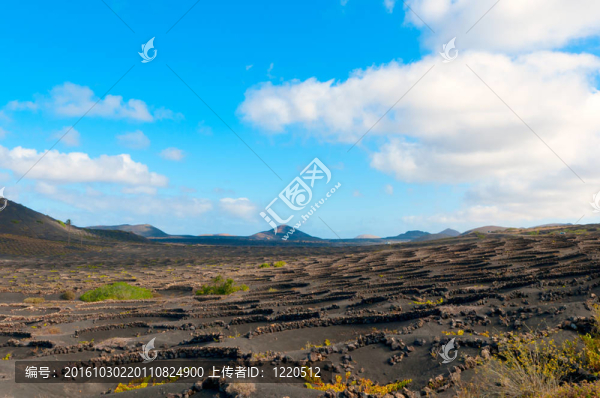 蘭薩羅特島島的葡萄園