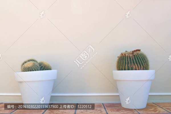 在罐兩仙人掌