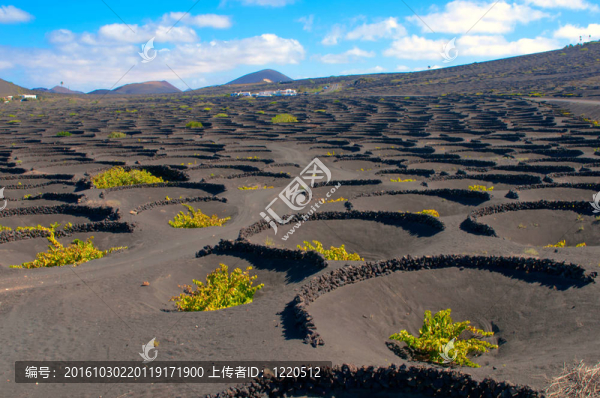 在蘭薩羅特島島上的一個典型的葡萄園
