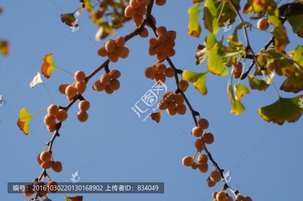 銀杏果