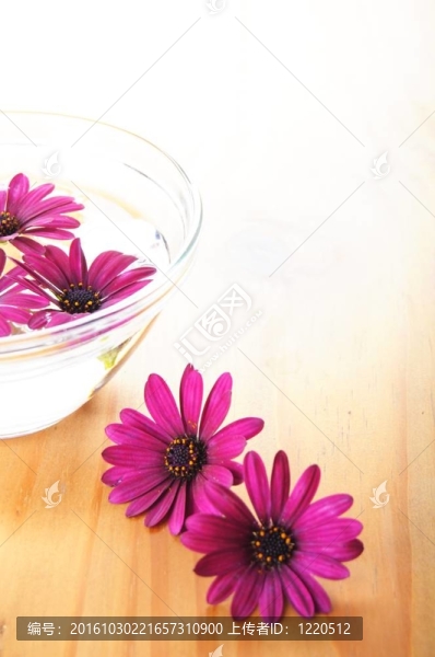 溫泉花