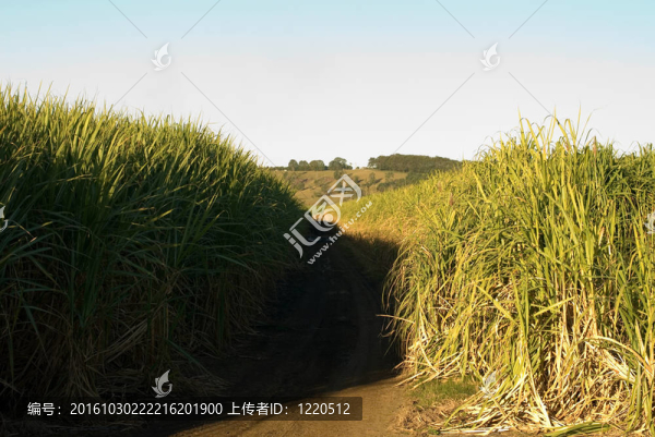 甘蔗農場