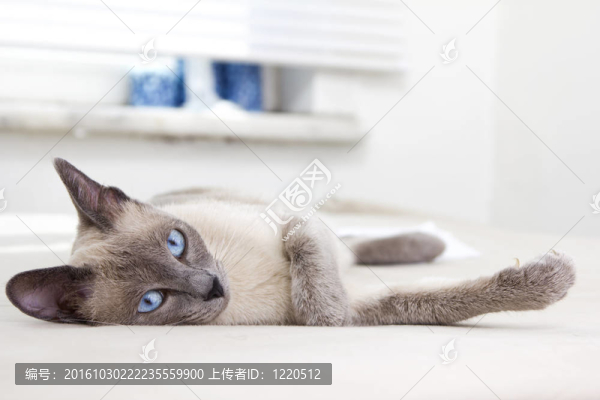 美連體在白色的房間里放松