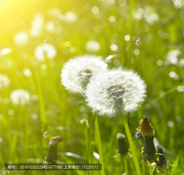 blowballs草甸